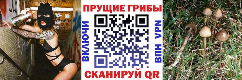 Псилоцибиновые грибы Magic Shrooms  где найти   Жуковский 